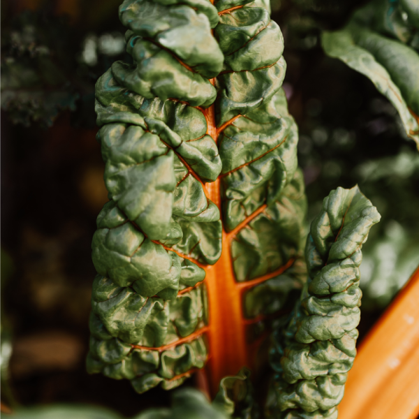 Swiss Chard