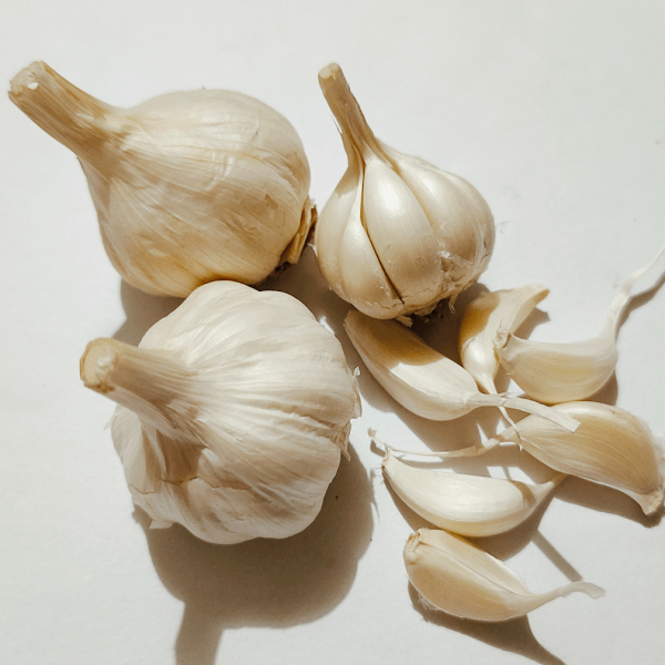 Garlic